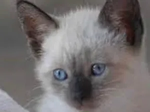 Gato raça Siamesa  idade 2 a 6 meses nome Kiko 