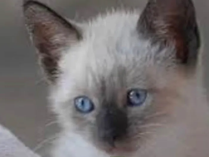 Gato ra a Siamesa  idade 2 a 6 meses nome Kiko 