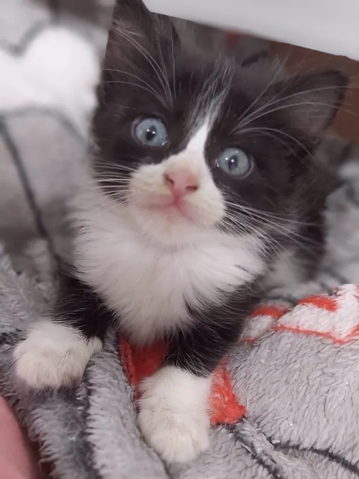 Gato ra a srd frajolinha  idade 2 a 6 meses nome TITI