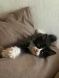 TITI