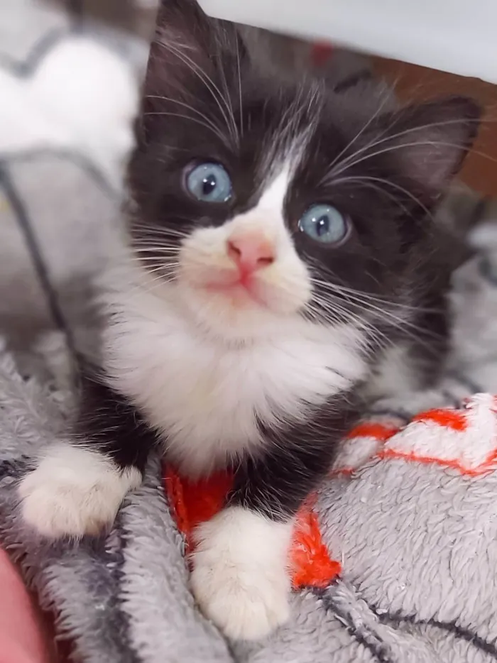 Gato ra a srd frajolinha  idade 2 a 6 meses nome TITI
