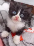 TITI