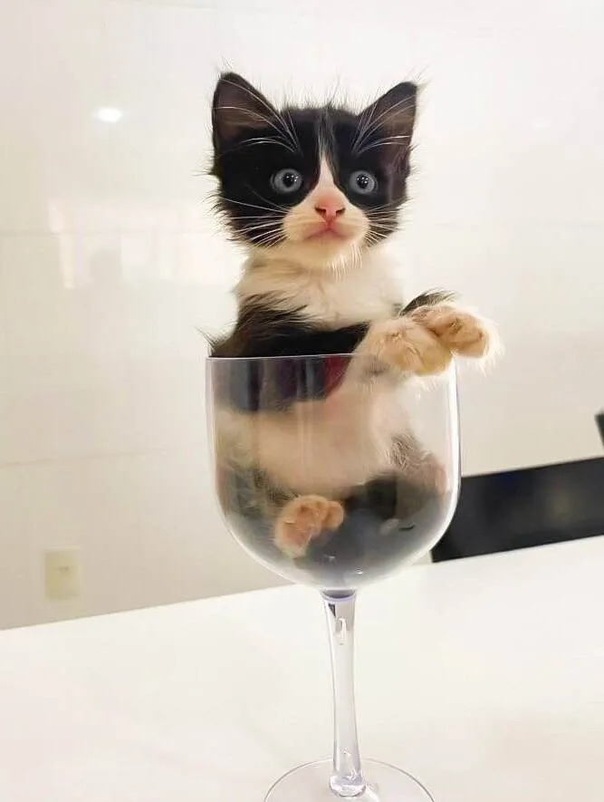 Gato ra a srd frajolinha  idade 2 a 6 meses nome TITI