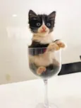 TITI