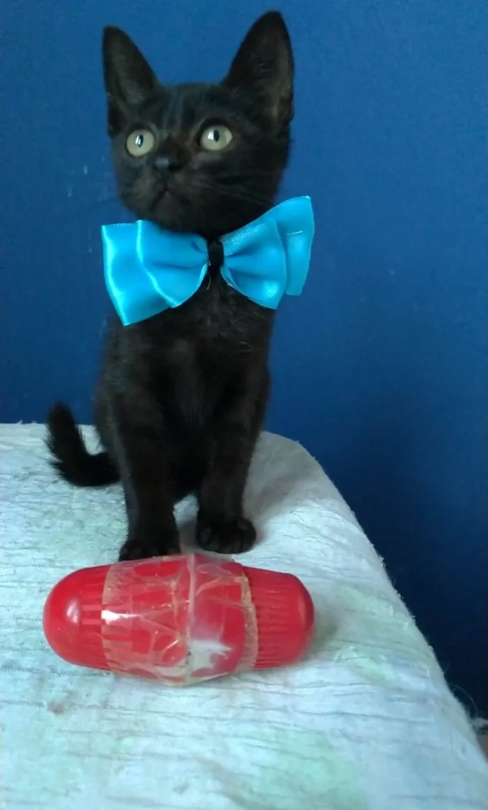 Gato ra a srd idade 2 a 6 meses nome PITUCO