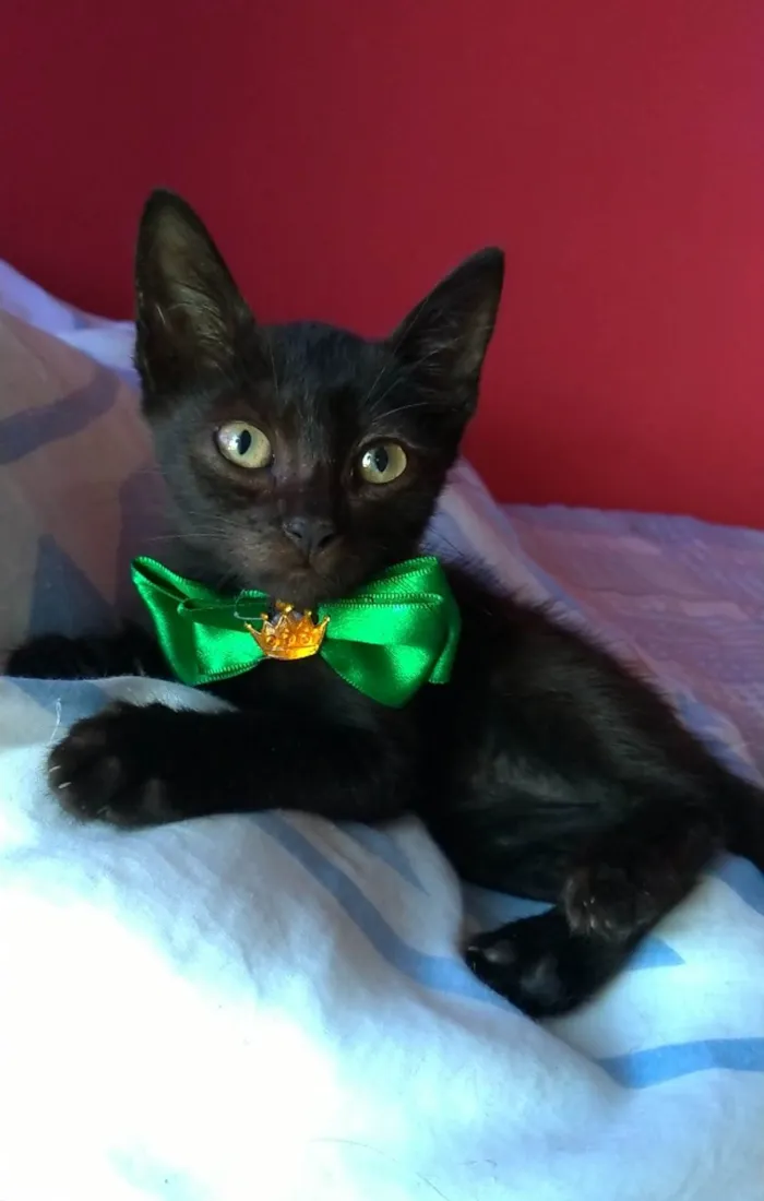 Gato ra a srd idade 2 a 6 meses nome PITUCO