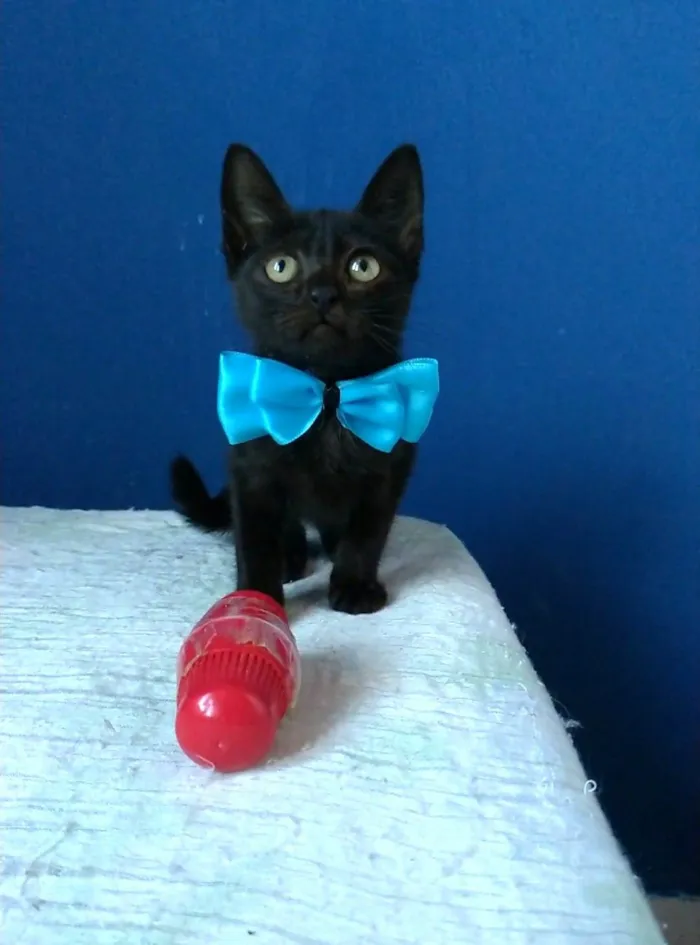 Gato ra a srd idade 2 a 6 meses nome PITUCO