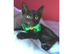 Gato raça srd idade 2 a 6 meses nome PITUCO