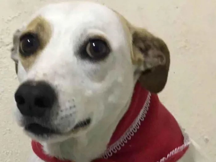 Cachorro raça SRD idade 6 ou mais anos nome Mel