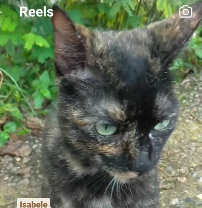 Gato ra a srd escaminha  idade 7 a 11 meses nome ISABELE