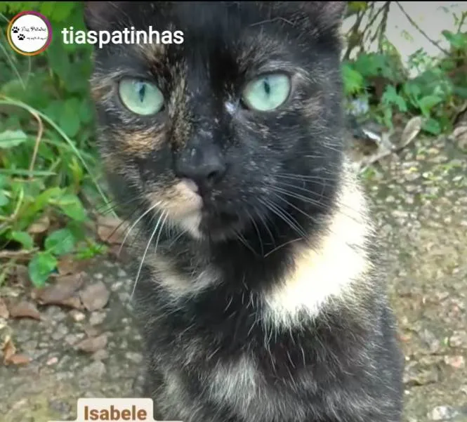 Gato ra a srd escaminha  idade 7 a 11 meses nome ISABELE