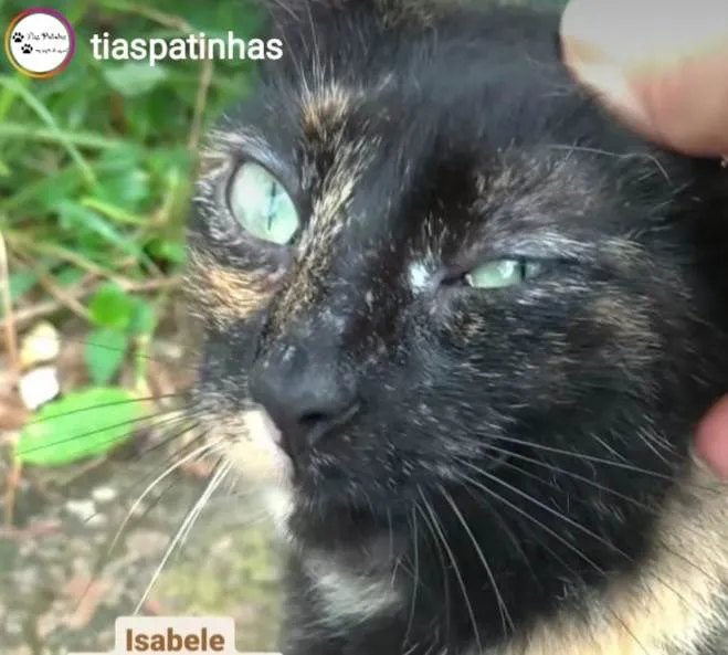 Gato ra a srd escaminha  idade 7 a 11 meses nome ISABELE