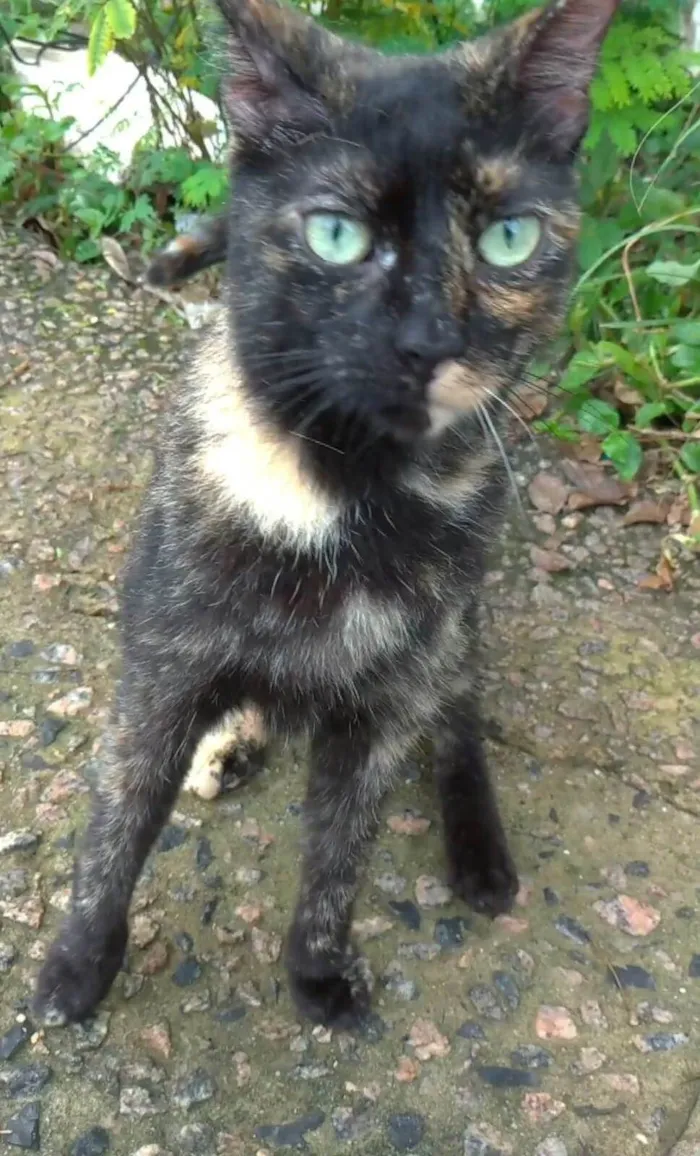 Gato ra a srd escaminha  idade 7 a 11 meses nome ISABELE