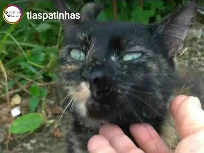 Gato ra a srd escaminha  idade 7 a 11 meses nome ISABELE
