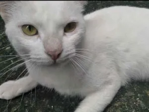 Gato raça SRD-ViraLata idade 3 anos nome Clodoaldo