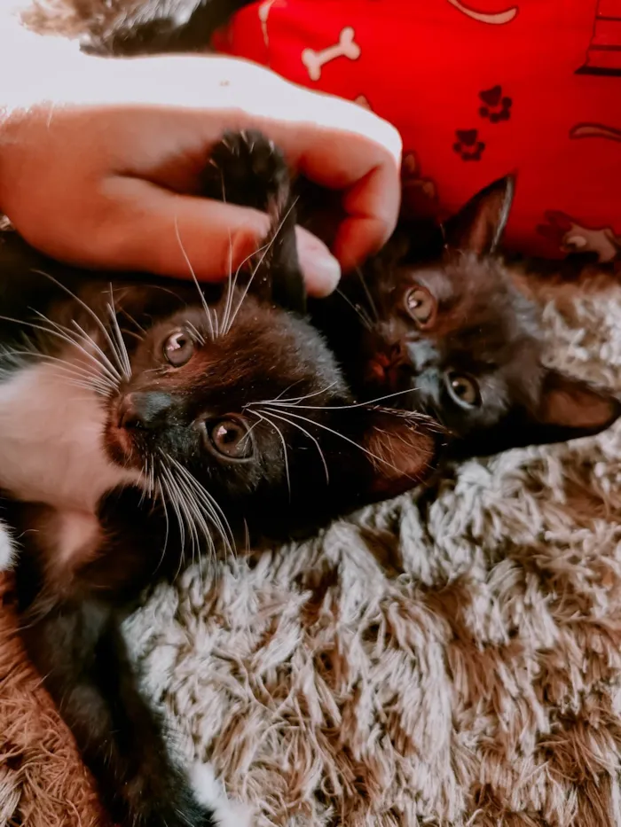Gato raça  idade Abaixo de 2 meses nome Sem nome