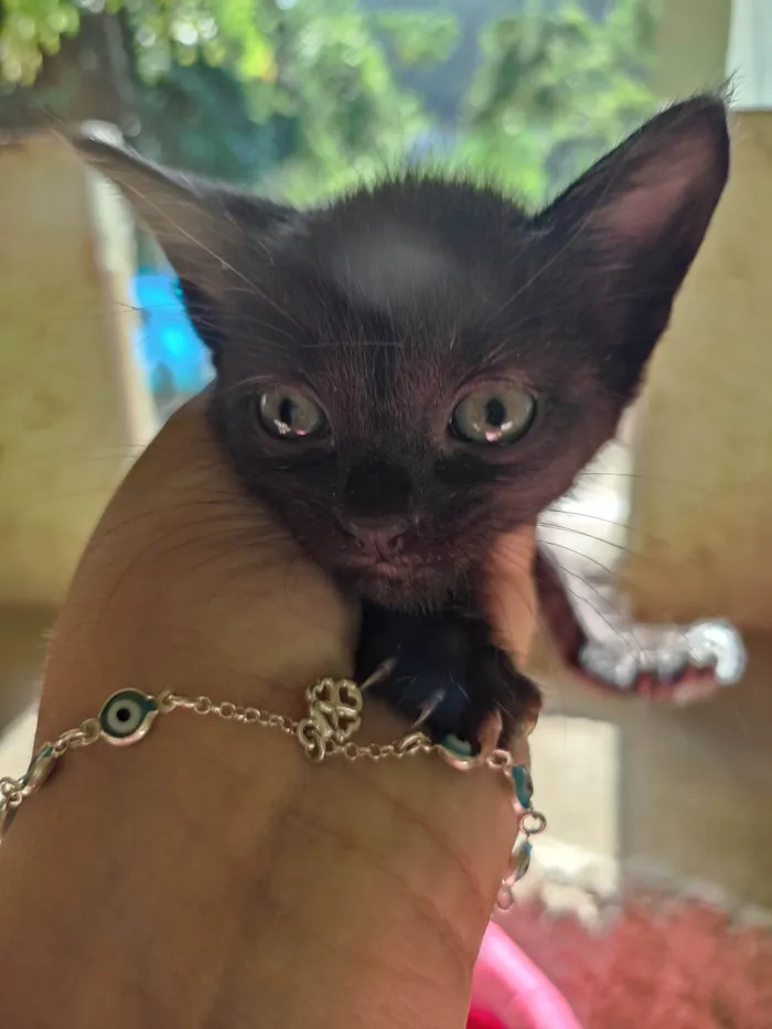Gato raça  idade Abaixo de 2 meses nome Sem nome