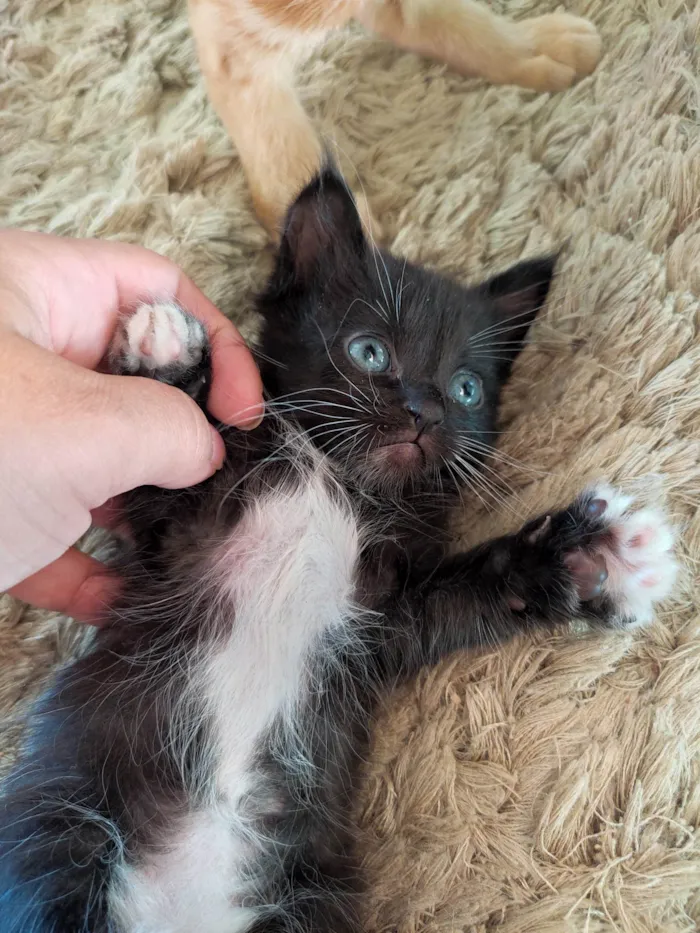 Gato raça  idade Abaixo de 2 meses nome Sem nome
