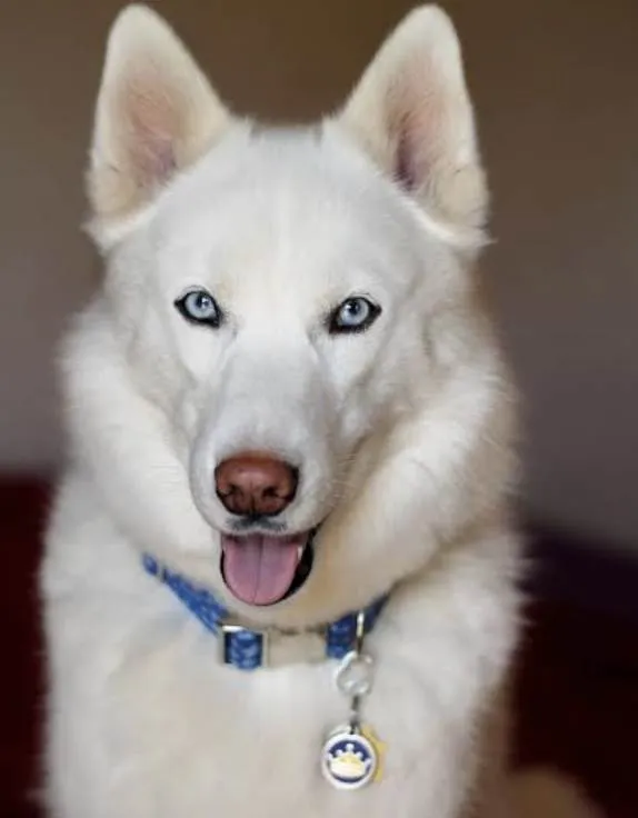 Cachorro ra a Husky Siberiano idade 7 a 11 meses nome Zeus 