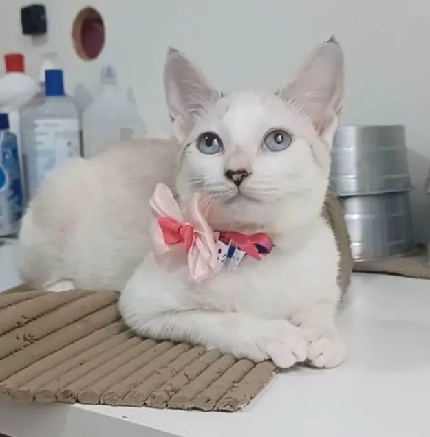 Gato ra a Srd idade 2 a 6 meses nome Shiva