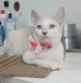 Shiva