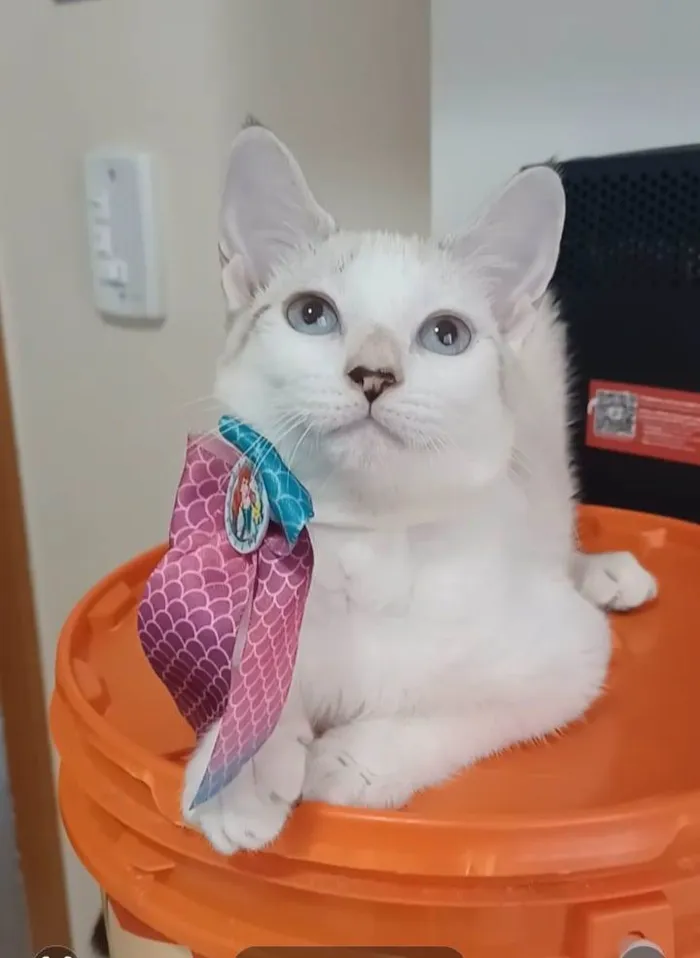 Gato ra a Srd idade 2 a 6 meses nome Shiva