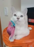 Shiva