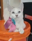 Shiva