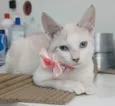 Shiva
