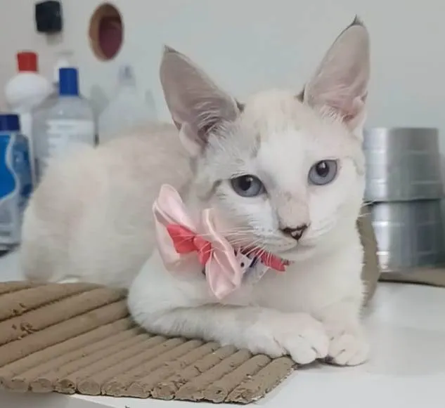Gato ra a Srd idade 2 a 6 meses nome Shiva