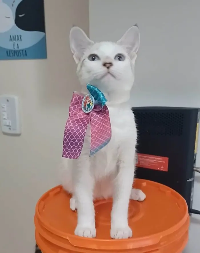 Gato ra a Srd idade 2 a 6 meses nome Shiva