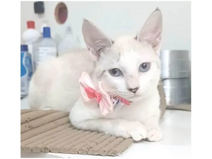 Gato ra a Srd idade 2 a 6 meses nome Shiva