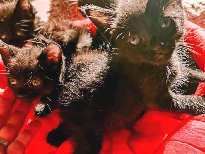 Gato raça  idade Abaixo de 2 meses nome Sem nome