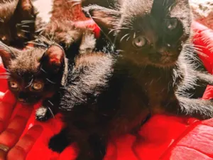 Gato raça  idade Abaixo de 2 meses nome Sem nome