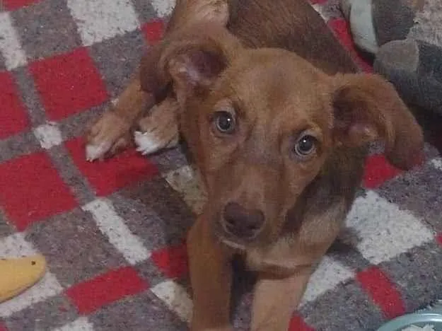 Cachorro ra a SRD-ViraLata idade 1 ano nome Lilica