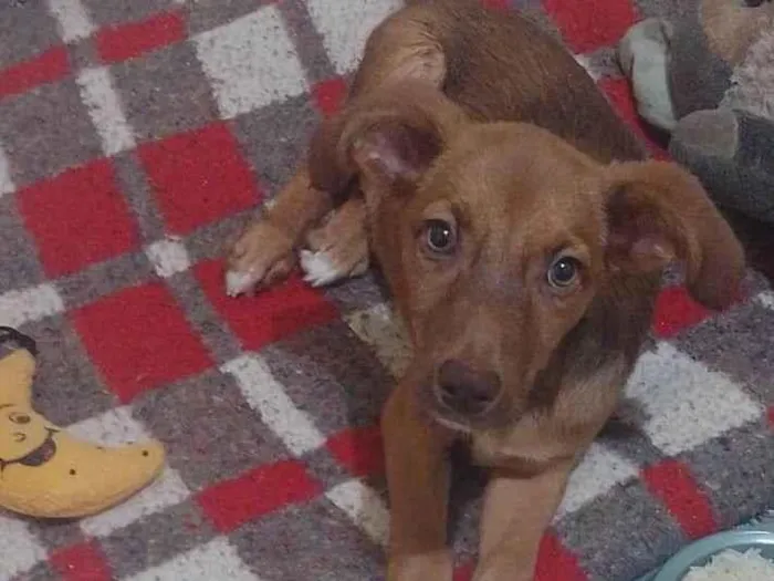 Cachorro ra a SRD-ViraLata idade 1 ano nome Lilica