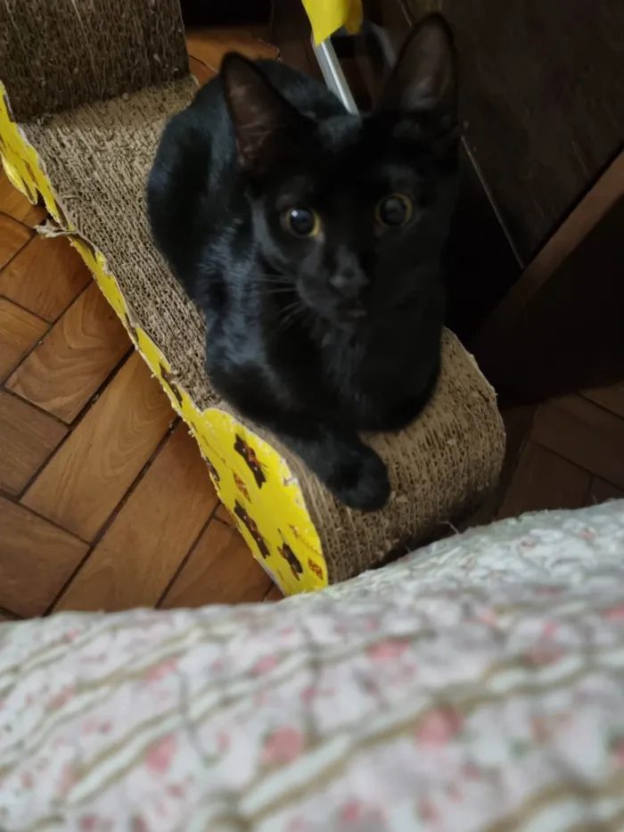 Gato ra a Srd idade 2 a 6 meses nome Panterinha Ronron