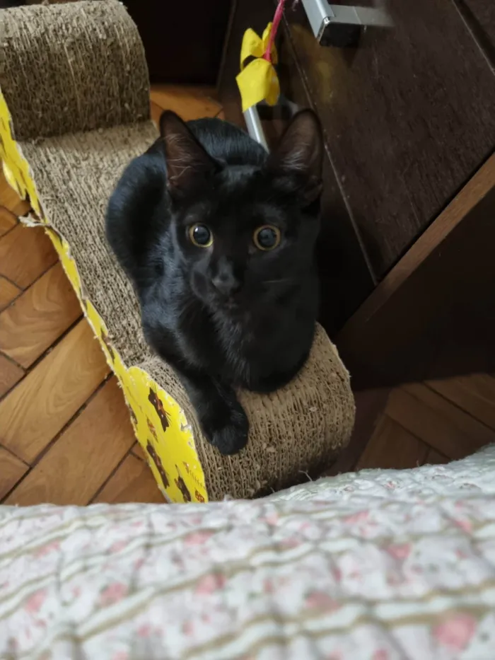 Gato ra a Srd idade 2 a 6 meses nome Panterinha Ronron