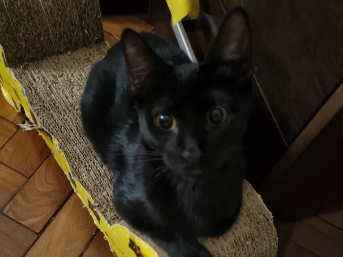 Gato ra a Srd idade 2 a 6 meses nome Panterinha Ronron