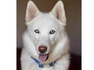 Cachorro raça Husky Siberiano idade 7 a 11 meses nome Zeus 