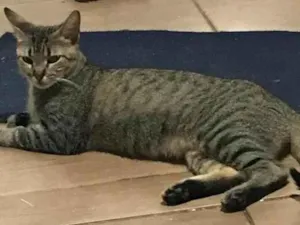 Gato raça SRD-ViraLata idade 2 anos nome MEG