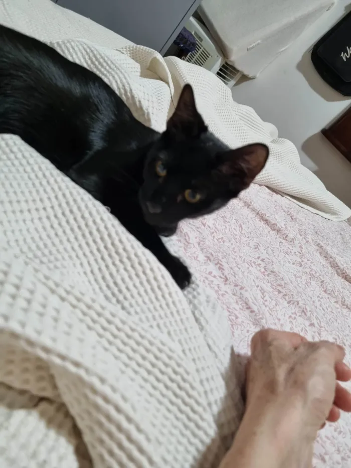 Gato ra a Srd idade 2 a 6 meses nome Panterinha Ronron