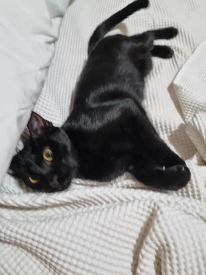 Gato ra a Srd idade 2 a 6 meses nome Panterinha Ronron
