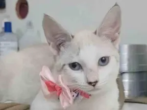 Gato raça Srd idade 2 a 6 meses nome Shiva