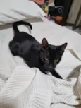 Panterinha Ronron