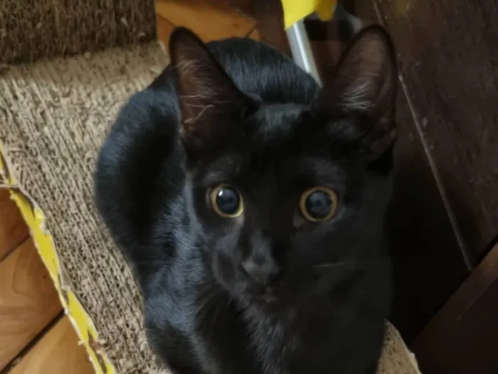 Gato ra a Srd idade 2 a 6 meses nome Panterinha Ronron