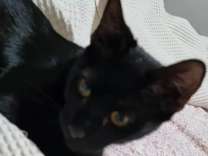 Gato ra a Srd idade 2 a 6 meses nome Panterinha Ronron