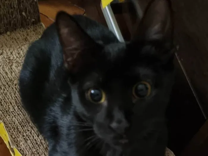 Gato ra a Srd idade 2 a 6 meses nome Panterinha Ronron