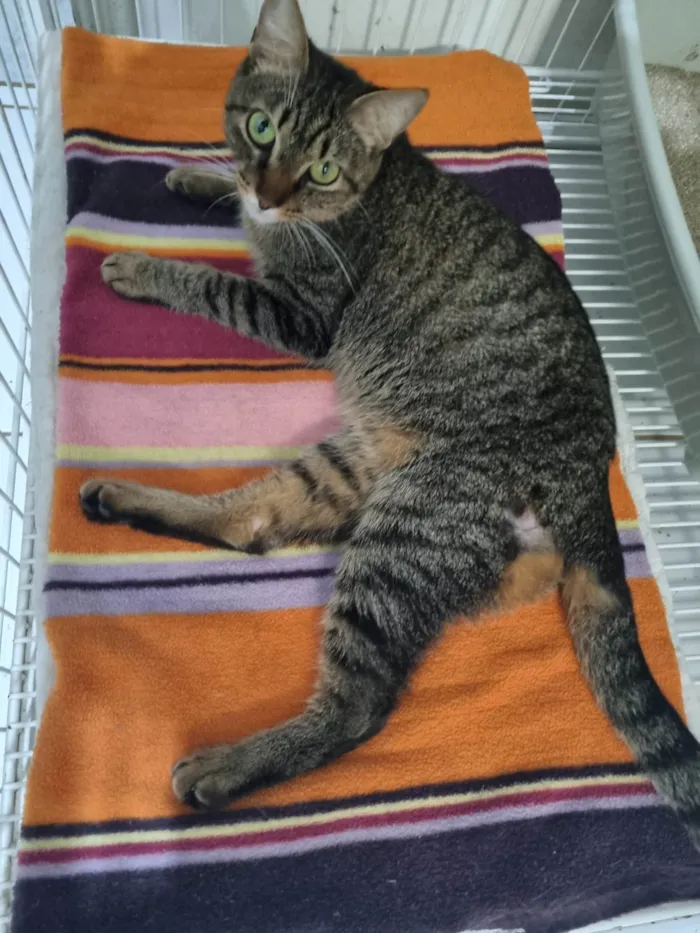 Gato ra a Srd idade 2 anos nome Vicky