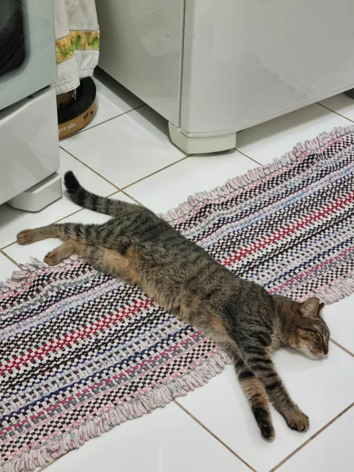 Gato ra a Srd idade 2 anos nome Vicky